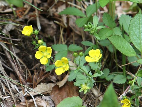 Potentilla freyniana