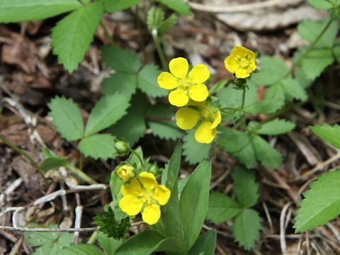 Potentilla freyniana