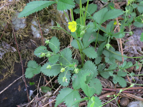 Potentilla freyniana