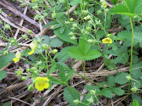 Potentilla freyniana