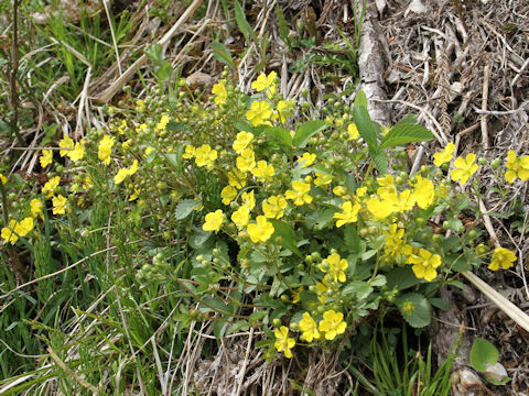 Potentilla freyniana