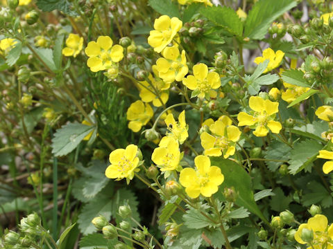 Potentilla freyniana