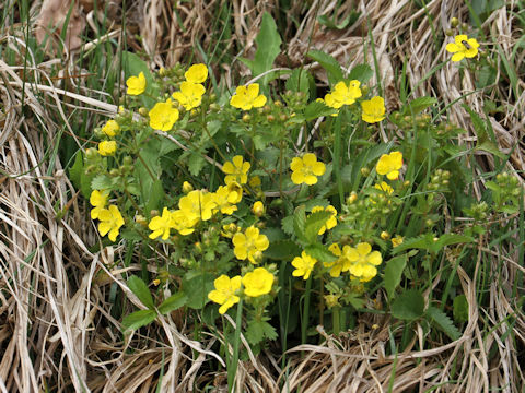 Potentilla freyniana