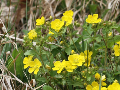 Potentilla freyniana