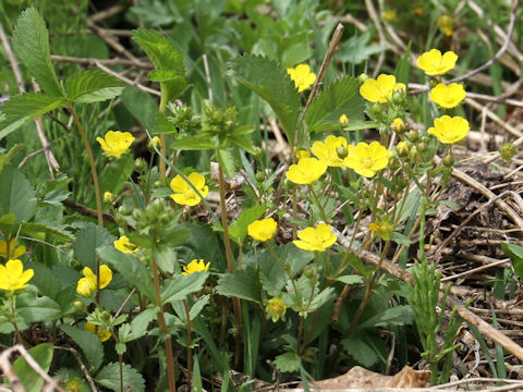 Potentilla freyniana