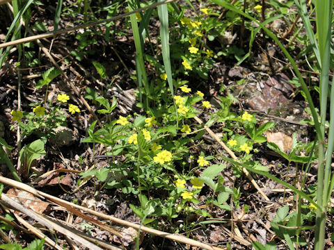 Potentilla freyniana