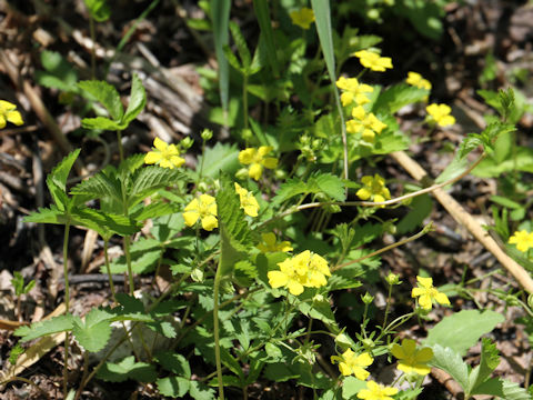 Potentilla freyniana