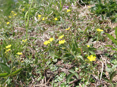 Potentilla freyniana