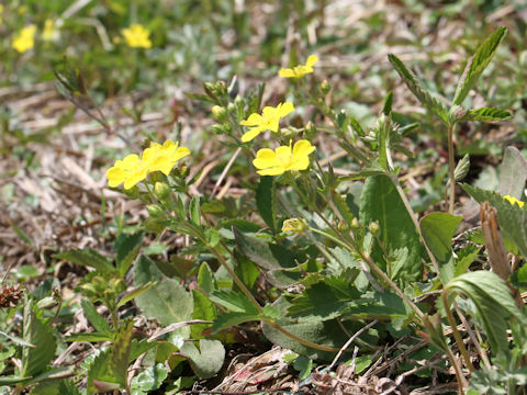 Potentilla freyniana