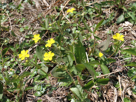 Potentilla freyniana