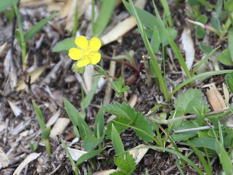 Potentilla freyniana