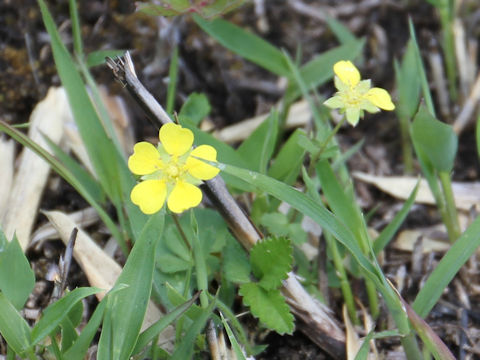 Potentilla freyniana