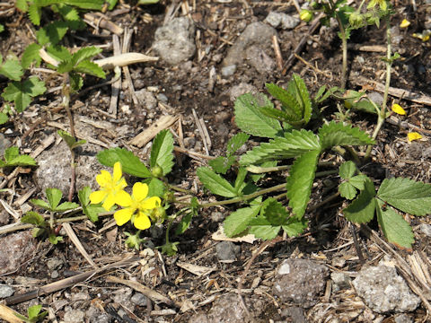 Potentilla freyniana