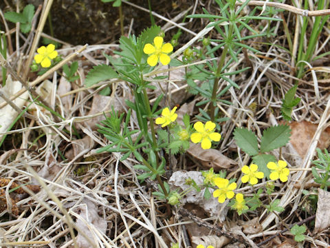 Potentilla freyniana