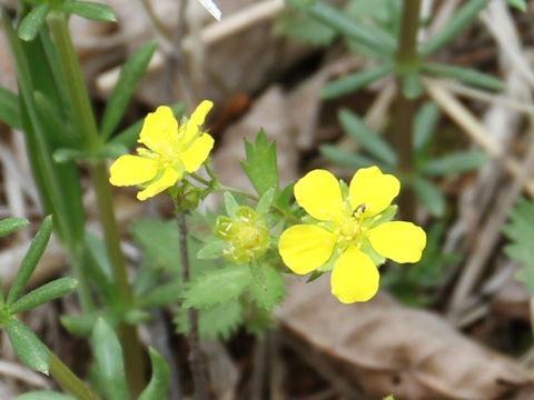 Potentilla freyniana