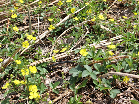 Potentilla freyniana