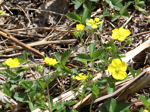 Potentilla freyniana