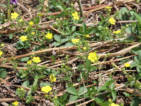 Potentilla freyniana