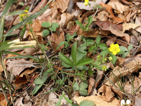 Potentilla freyniana