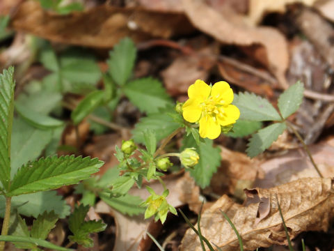 Potentilla freyniana