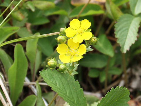 Potentilla freyniana