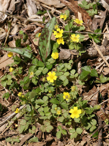 Potentilla freyniana