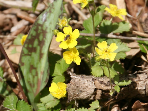 Potentilla freyniana