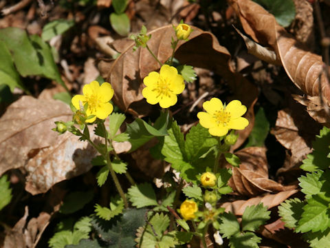 Potentilla freyniana