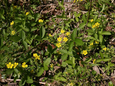 Potentilla freyniana