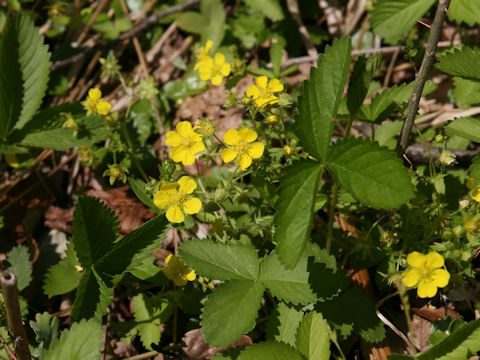 Potentilla freyniana