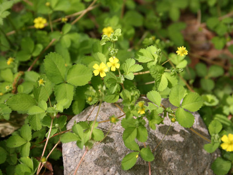 Potentilla freyniana