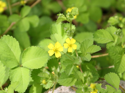 Potentilla freyniana