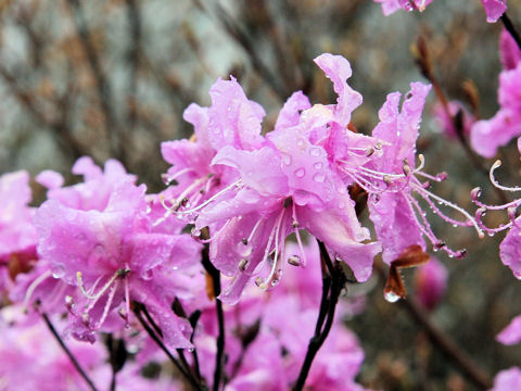 Rhododendron dilatatum