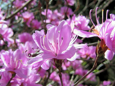 Rhododendron dilatatum