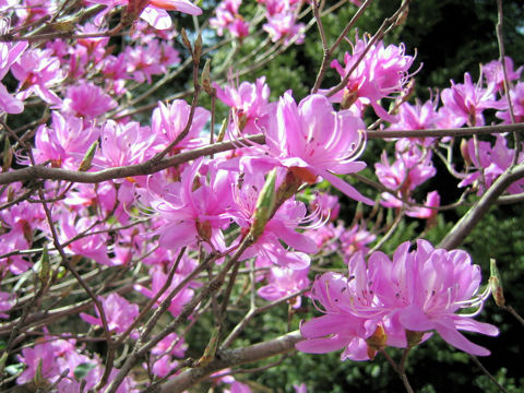 Rhododendron dilatatum