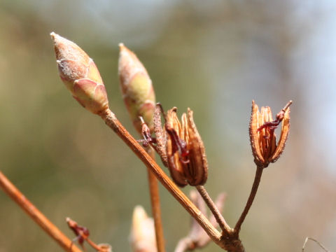 Rhododendron dilatatum