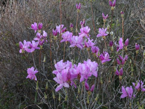 Rhododendron dilatatum