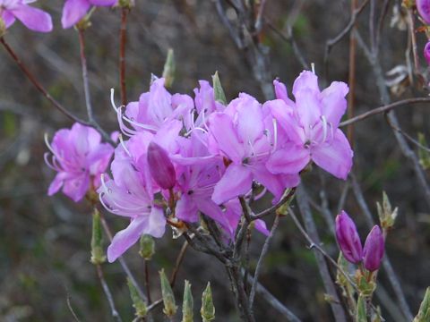 Rhododendron dilatatum