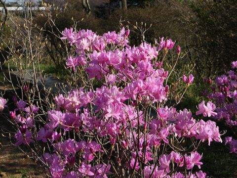 Rhododendron dilatatum