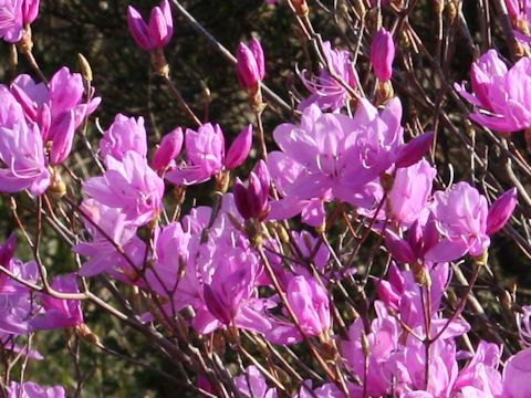 Rhododendron dilatatum