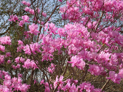 Rhododendron dilatatum