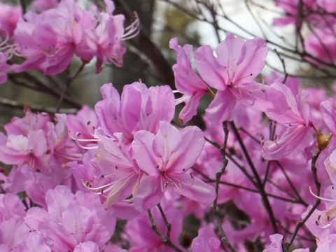 Rhododendron dilatatum