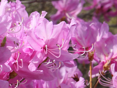 Rhododendron dilatatum