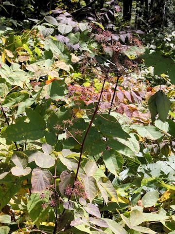 Aralia glabra