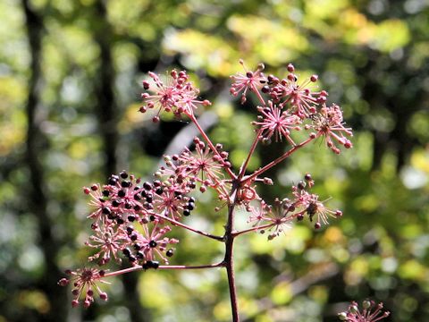 Aralia glabra