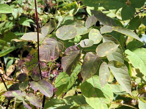 Aralia glabra