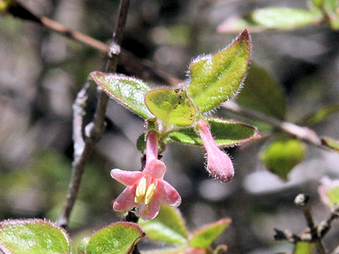 Lonicera gracilipes var. glandulosa