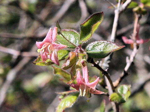 Lonicera gracilipes var. glandulosa