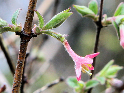 Lonicera gracilipes var. glandulosa