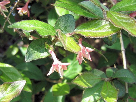 Lonicera gracilipes var. glandulosa